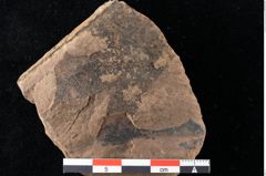 Foto (Detailansicht) von Xylomites liquidambaris Ettingshausen (NHMW-GEO-2024-0188-0057)
